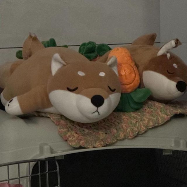  나만의 지프₊⋆ ♥︎ on Instagram: "지프의 하우스 훈련은 ing..🦊♥︎"
