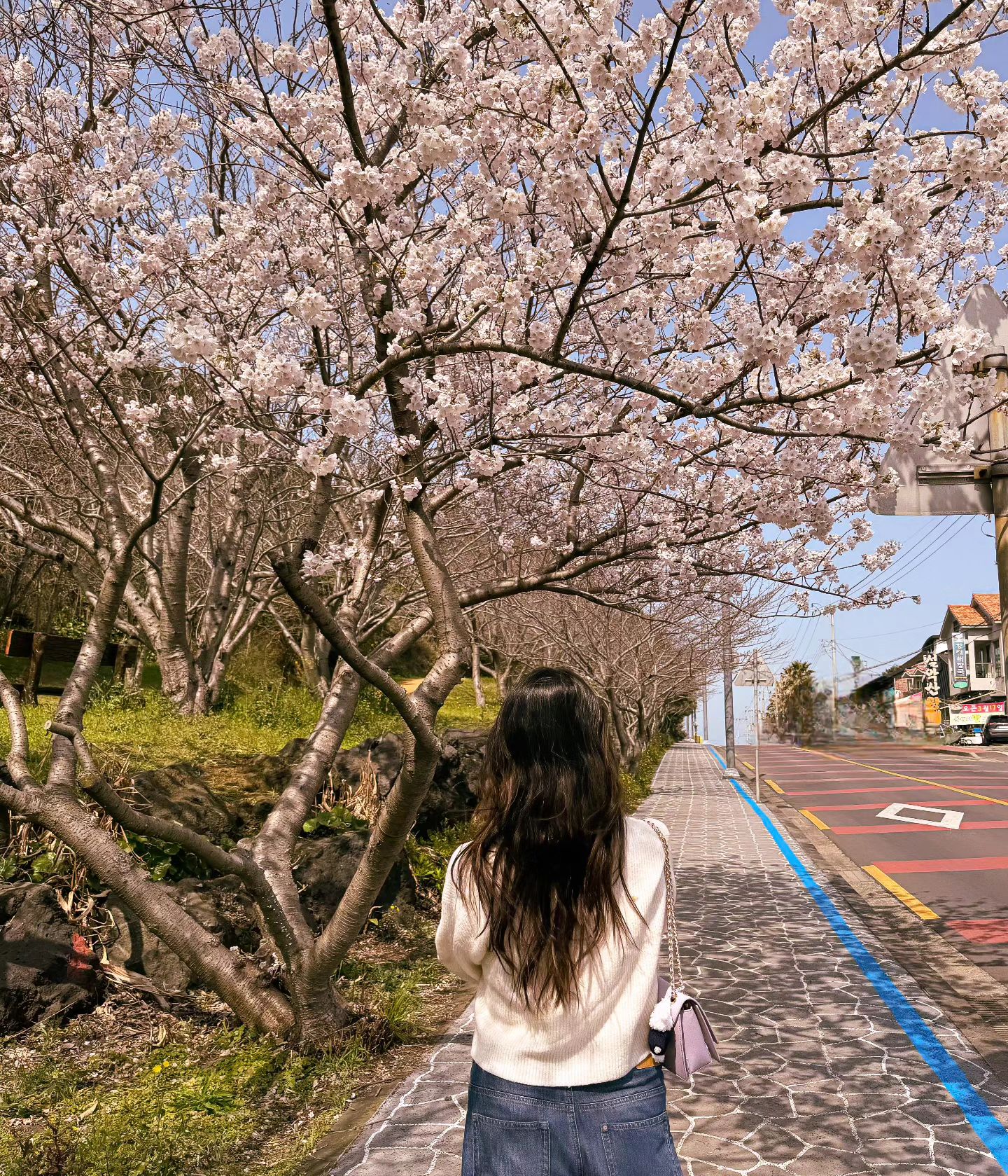 올해 첫 벚꽃 🌸