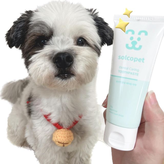팬돌이 코르🐶 on Instagram: "#협찬 #코르협찬 솔코펫 치약은 순해요!🪥 전 성분 EWG 올 그린등급의 저자극 천연 치약이며, 아래와 같이 안심할 수 있는 성분이 함유되어 있어요! 🔵프로판다이