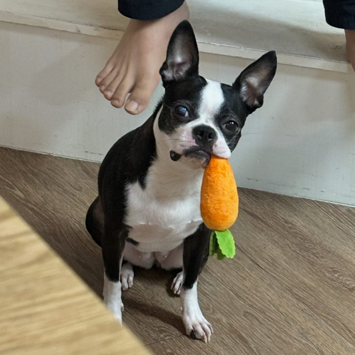 불량 코코🐾

#코코 #보스턴테리어 #불량 #coco #당근러버 #bostonterrier #carrotlover #cuti #❤️ #longtime