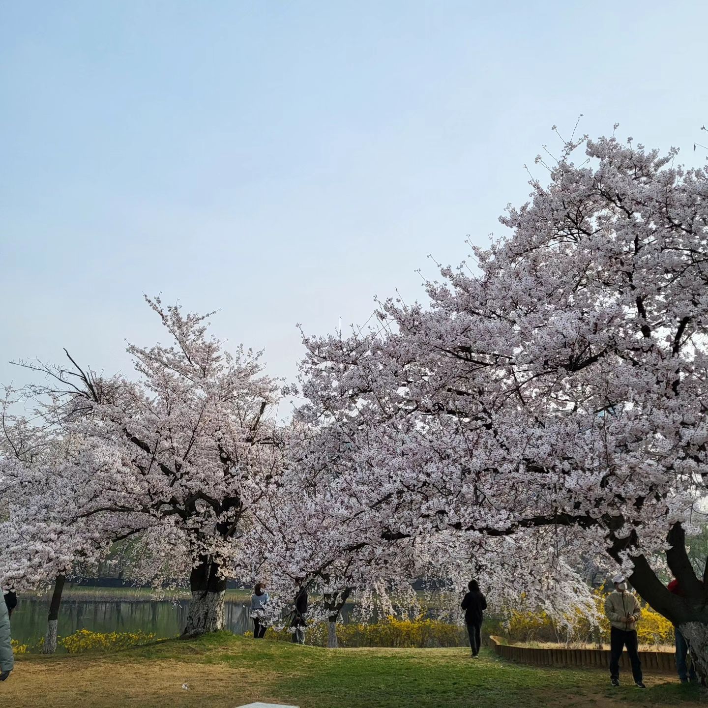 주말 내내 호수 공원에서 벚꽃구경 실컷 했다🫶

#일산호수공원 #일산호수공원데이트 #일산호수공원벚꽃 #일산호수공원꽃박람회 도 기대중🥰