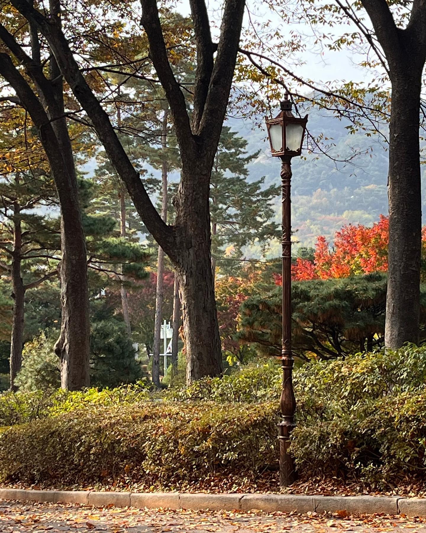 가을 사진이었던 것(?)🍁