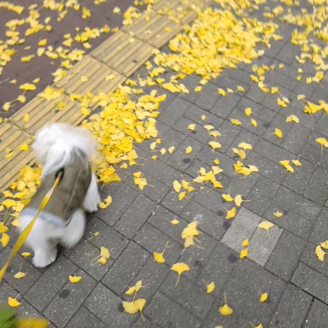 가을이구만