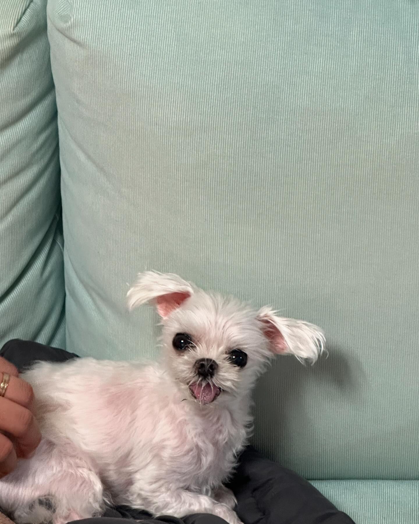 또다른 귀여움 , 박똘똘