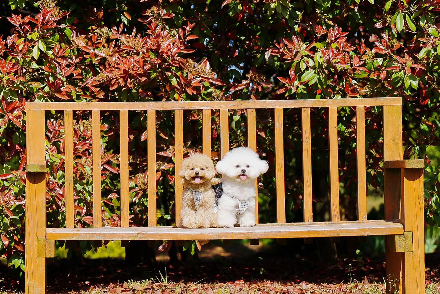 :
우행시 ⋰˚☆

🤍 bichon._.ellie 
📸 so.geum_mok.hwa