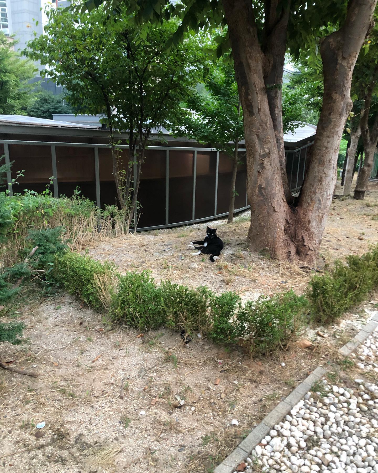 이렇게 카리스마 있기 없기?
너무 멋지자나~~ 
눈호강 🥰

#사람안피함 #손탄냥 #난개수발중이라영접못해봄 #동네인싸