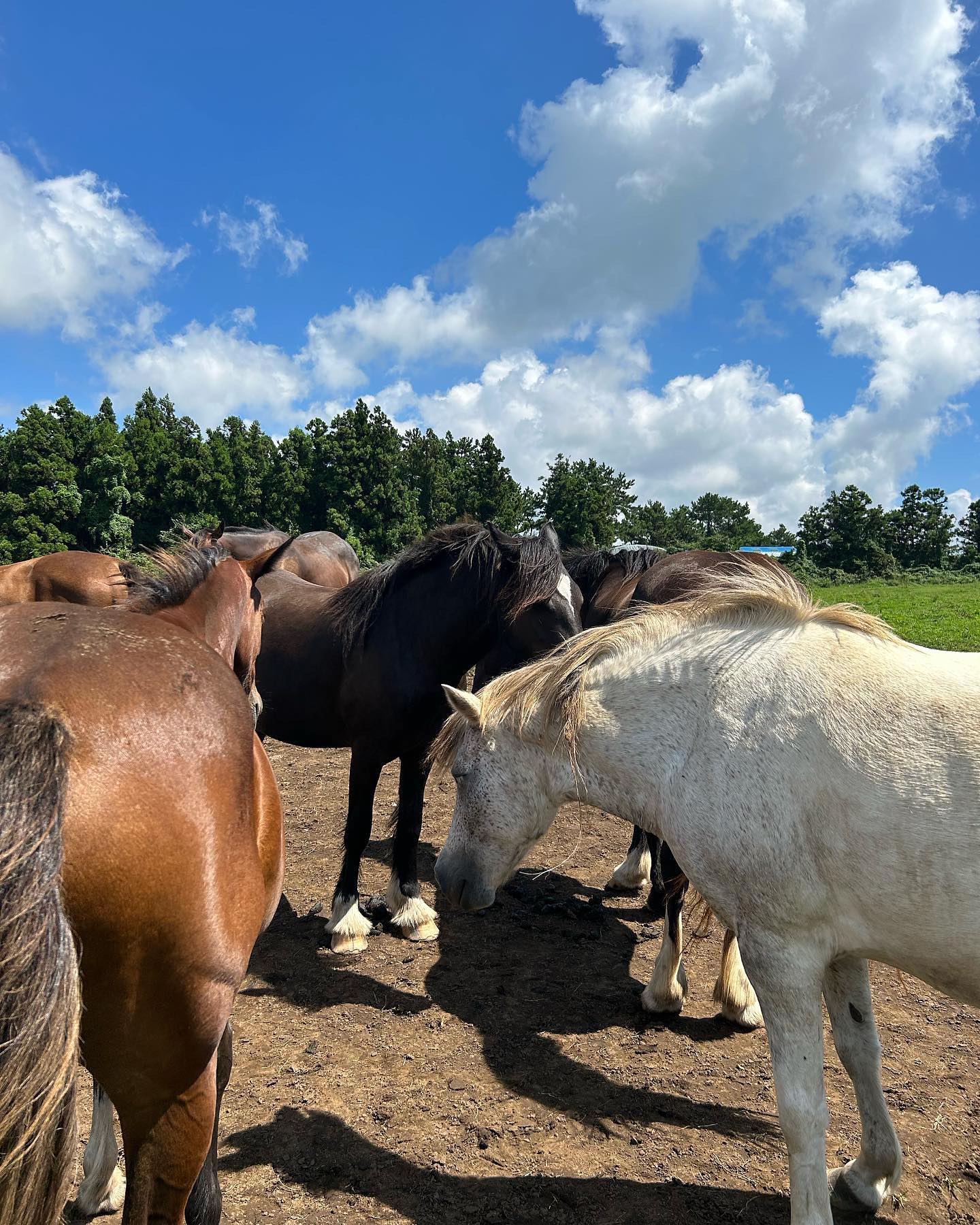 🐴☀️🤍