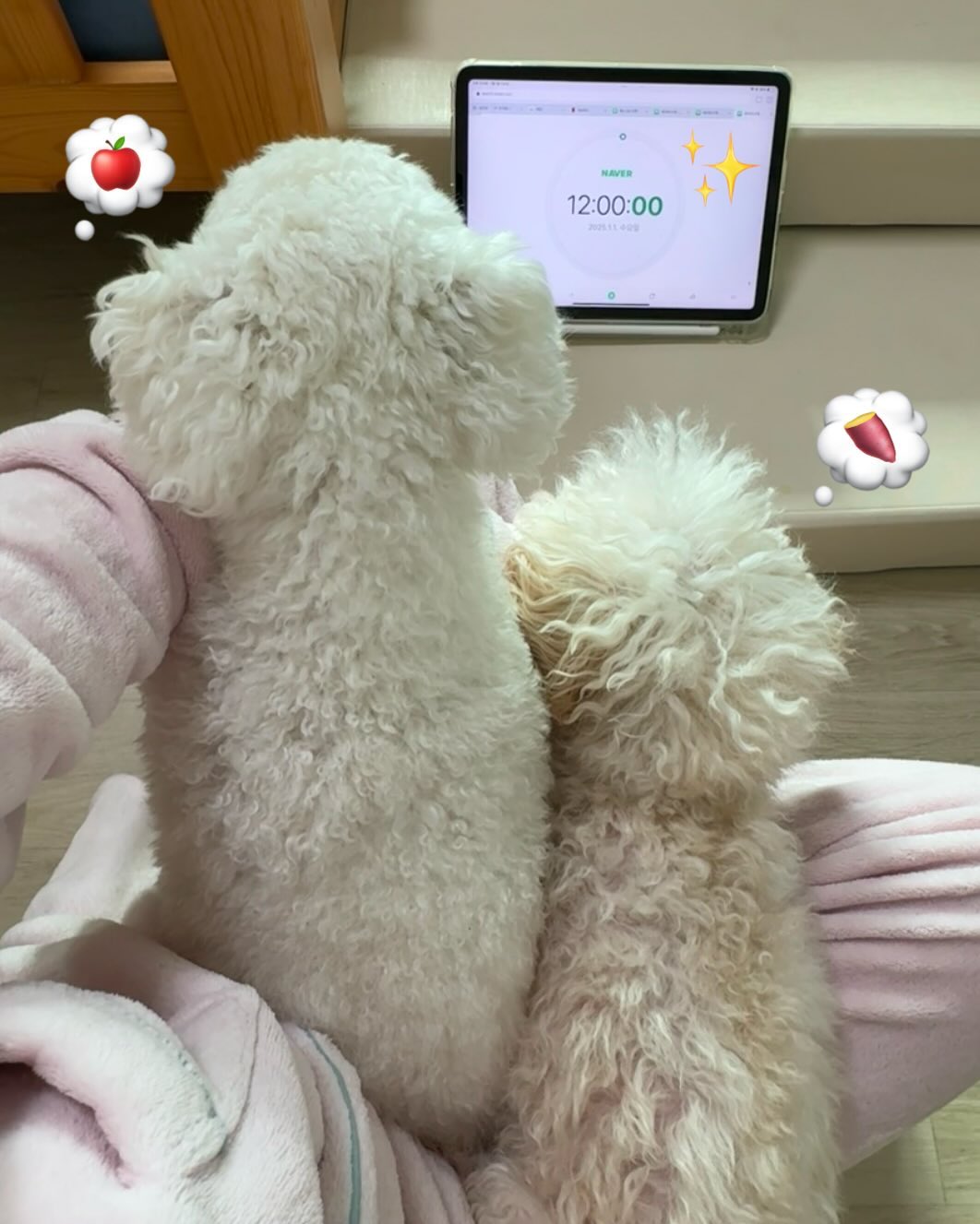 #20250101
셋이서 속닥하게 카운트 세기 완🐶 붙어있어서 무엇보다 행복한 시쟉이야 애기들 사랑해❤️