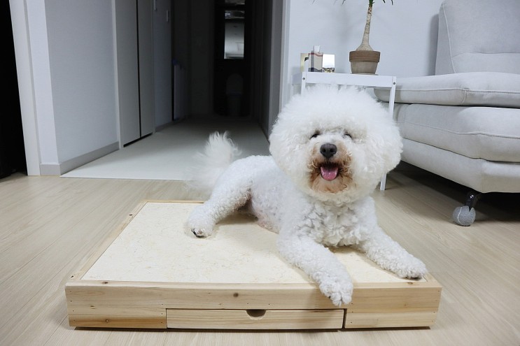 강아지 대리석 브라이프 쿨매트 덕분에 시원한 여름 보내요