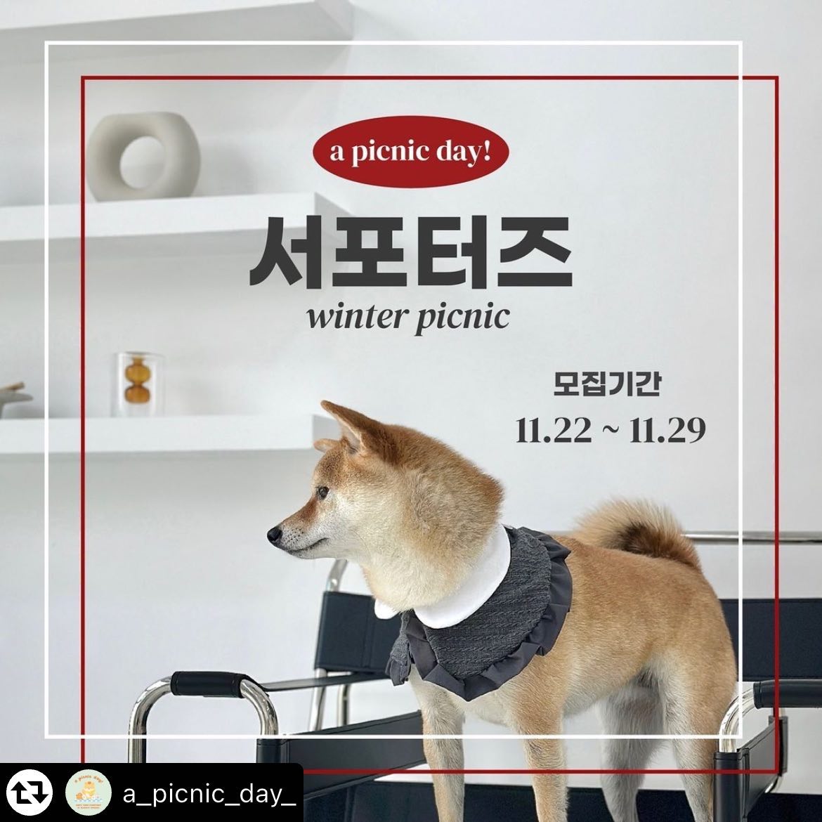 #리그램 - a_picnic_day_ by get_multi_repost
#서포터즈모집 #winterpicnic
💚a picnic day! 서포터즈 1기 모집💚

안녕하세요 어피크닉데이입니다 :)
어피크닉데이에서 홍사원과 함께할 친구들을 찾아요💛

🎈활동내용
제품 체험 후 주 1회 이상 게시물 업로드하기🙌

🎈서포터즈 혜택
겨울 신상케이프
후드담요 1
산책매트 1

🎈모집대상
내가 귀엽다고 생각하는 댕댕이 누구나‼️
견종 상관없이‼️

🎈모집인원
총 세 친구를 모집합니다💚
_
7kg 이하
7kg ~ 13kg
13kg 이상
➡️ 각 한마리

🎈일정
-모집기간: 11월 22일 ~ 11월 29일 23시 59분 까지
-발표일: 12월 1일 (피드발표 후 DM으로 개인 연락드려요)
-활동기간: 12월 11일부터 8주 동안

⭐️참여방법⭐️
1. a_picnic_day_ 팔로우
2. 게시물 좋아요 누르기❤️
3. 게시물 리그램 + 계정태그 (스토리에 공유 시 확률 🆙)
4. 댓글에 우리 댕댕이 매력 어필하기/ 몸무게작성 + 함께하고싶은 친구태그

✔️비공개, 리그램 전용계정은 참여가 불가합니다.
✔️서포터즈 활동 사진은 추후 홍보 및 마케팅용도로 사용될 수 있습니다.
✔️서포터즈는 랜덤이 아닌 피드 확인 후 선정합니다.