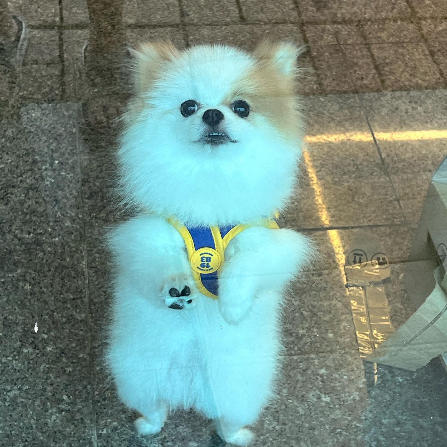 ⠀
어떠냐 나의 포도젤리가😁
이제보니 하네스도 뒤집어졌군..