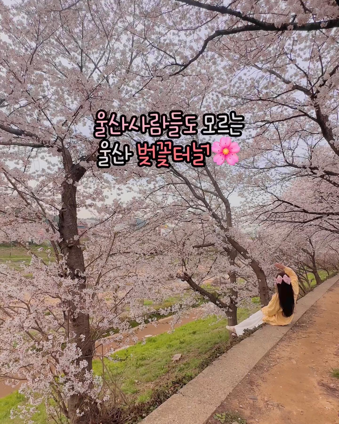 바로 이전피드 벚꽃길 정보입니다🌸

마지막사진에 네이버지도 캡쳐본확인해주세요♥️
요기가 딱히 주소가없어요🥹
울산중부경찰서 다운치안센터(사진속 핑크빗금)부터
강변따라 쭉 전부 벚꽃길이구요,
사진에보이는 구루미공원놀이터도 잠깐 놀기 좋아요♥️

사진에 보이는 다리 하나 건너면 컵넛다운점도
벚꽃뷰보며 도넛+커피즐기기좋아요⋆◡̎⋆
🏷️울산 중구 다운1길 5 1층

#다운동벚꽃 #울산벚꽃길 #울산벚꽃 #울산벚꽃축제 
#울산벚꽃카페 #울산피크닉 #울산맘 #다운동카페