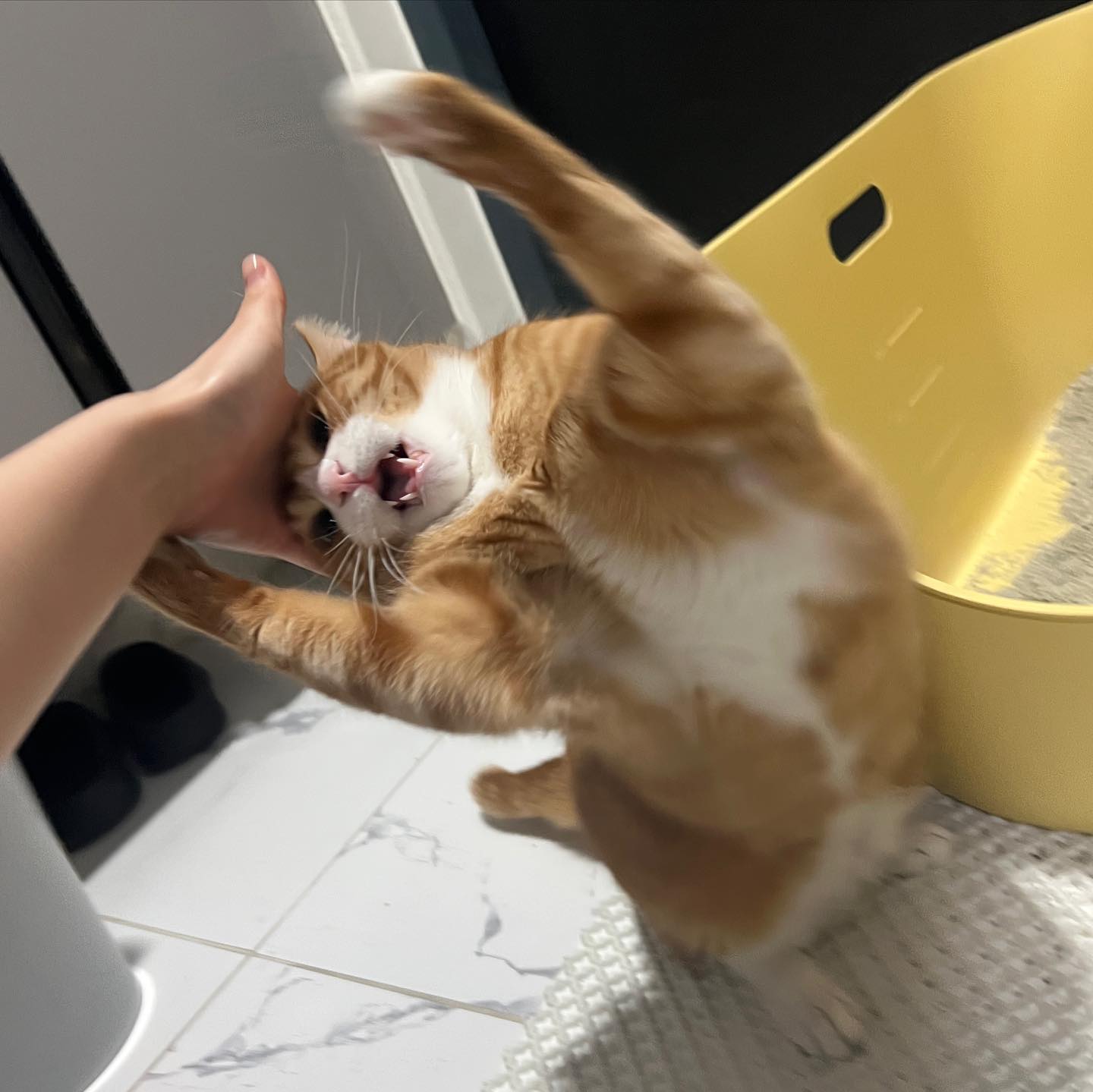 나 이뽀또 한발짝도 물러나지 않는다 !!!!!!!