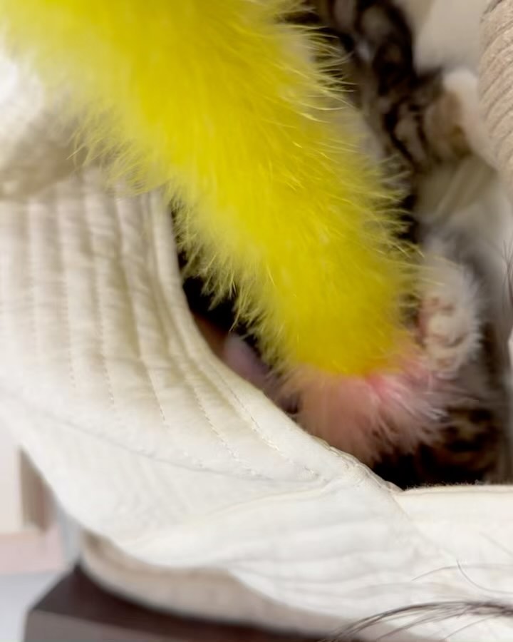 (소리주의) 예전에 구조해 입양보낸 아기고양이네 집사님이 잘 지내고 있다는 소식을 들려줬다 🐱 아가야 건강하고 집사님 말 잘 들으렴~~