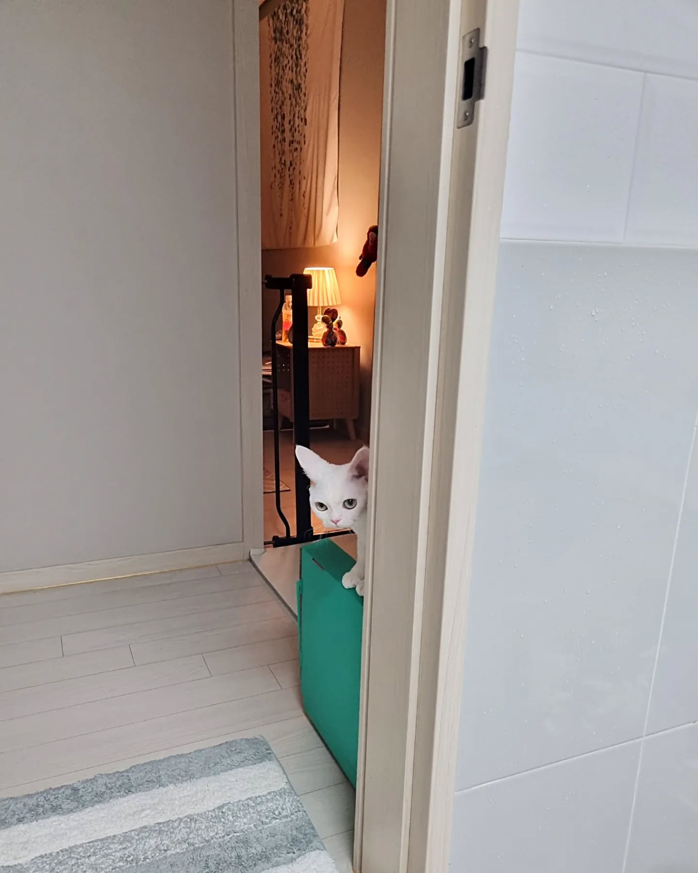 울 딥따 똥싼대여 낄낄낄낄~!~!
.
.
.
꼬미야 화장실만 들어가봐라. 
똑같이 코박고 쳐다봐줄테니까😩

#냥스타그램 #catstagram 
#캣스타그램 #반려묘 #냥이 #집사 #고양이스타그램 
#catsofinstagram #cats #kitty #고양이그램 
#猫 #neko #개냥이 #고양이집사 #냥팔맞팔 #instacat #ねこ 
#야옹이 #데본렉스 #devonrex #집사그램 #kitten