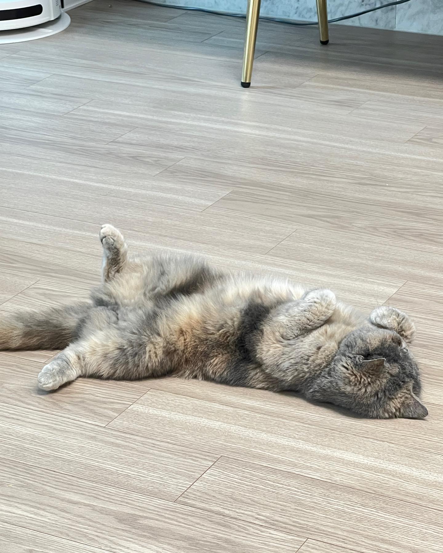 냥?
#고양이 #냥스타그램 #나만고양이있어 #🐱❤️ #맞팔해요