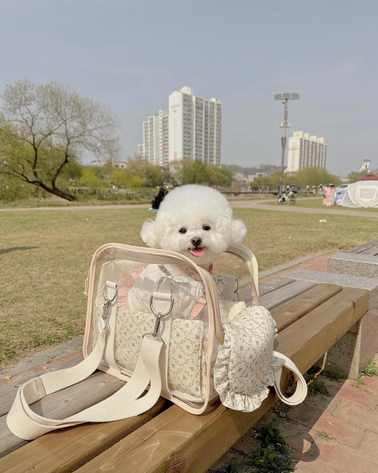 때 탈 걱정없어서 
매년 봄 피크닉갈때마다 함께하는 클리어백🤍✨
쿠션이랑 어깨끈 바꿔주면 또 다른느낌돼서
다꾸 아닌 가꾸 가능😆💖⠀
⠀
⠀
#꼬뗀느 #꼬뗀느클리어백 #강아지이동가방 #나만의가방만들기