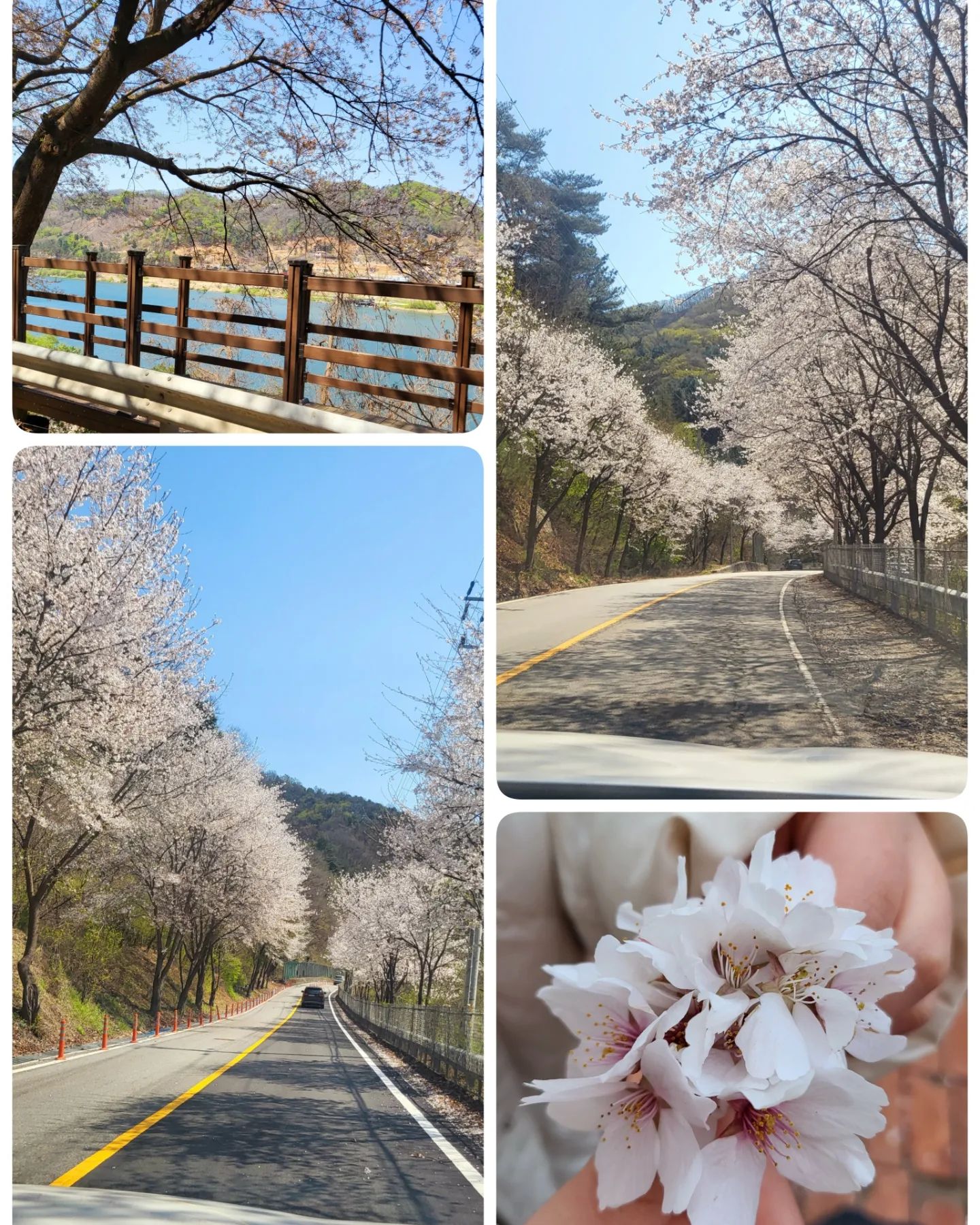 #ddd패밀리 #여행 

오고 가는길이 핑크핑크한
벚꽃길이🌸🌸🌸 가득했던 봄날

우리 도로시 유치원때부터 친구인
동네찐친 동생들과 여행을 다녀왔어요. 

이번에는 만사 귀찮은 우리~
한곳에서 푸욱 쉬자며~
풀빌라 댕겨왔어요. 

아이들은 체크인부터 체크아웃까지
수영 🏊‍♀️ 놀기🤸‍♀️🤸수영 🏊‍♀️ 놀기🤸‍♀️🤸
으른들은 냉장고 꽉꽉 채워놓고
먹기🥩수다🗣먹기🍻수다🗣
각자 끼리끼리 무한반복~ 
사진찍을 정신도 없었지요^^

어른들도 아이들도 1박2일동안
풀빌라 밖으로 한번도 안나가고
꽉꽉 채워 놀고 왔쪄요. 

마지막사진의 어린이 5명~
처음 만났을때는 저런 놀잇감에
무떠워~~하며 앉지도 않고~
동생들은 엄마뱃속이였는데~
이제는 아가들꺼를 굳이 
꾸역꾸역 타서는 잼나다며~
깔깔깔 대는 녀석들🤣

과연 여행일정 끝이였을까요?😉

#친구들과 #우정여행 #가평 #먹방
#먹고노는데진심인편 #키즈풀빌라