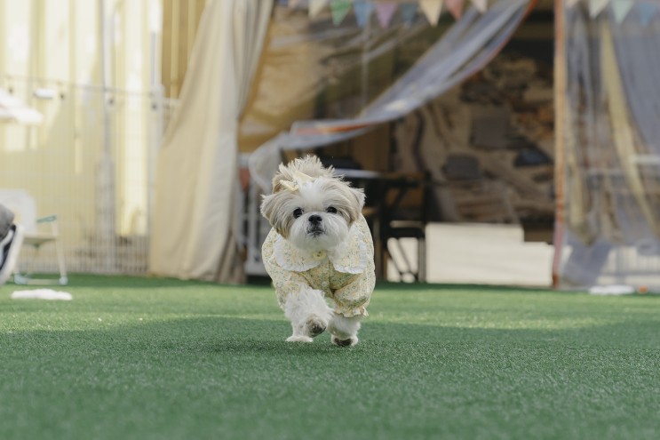고양시 애견카페 & 애견운동장﹝우주꼬맹이﹞🐶