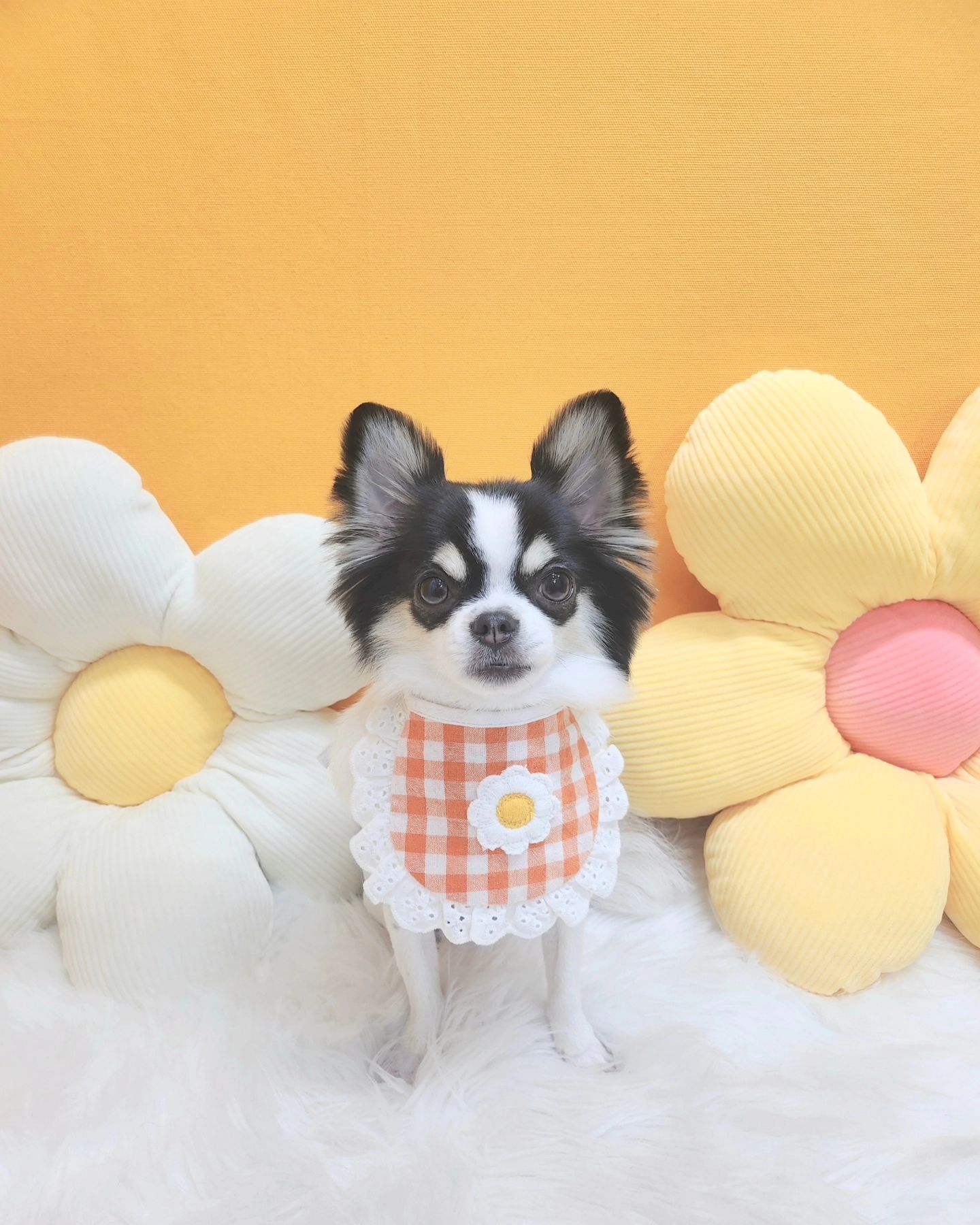 아드님 미용하니 쌍남쟈 됐는데 ???
어흥 해봐 댕댕아 ♡

강아지 미용은 himmpet 요기가 맛집이예요😍

#이루다 #반려견 #강아지 #장모치와와 #애견스타그램
#멍스타그램 #댕댕이 #애견미용 #인천
#犬 #こいぬ #いぬ #いぬすたぐらむ
#犬のいる暮らし #犬好きな人と繋がりたい
#犬のいる生活 #イヌスタグラム #ペット
#dogstagram #ootd #f4f #pet #petstagram
#petoftheday #petlife #animal #doglover #dog 
#ilovemydog #petsofinstagram