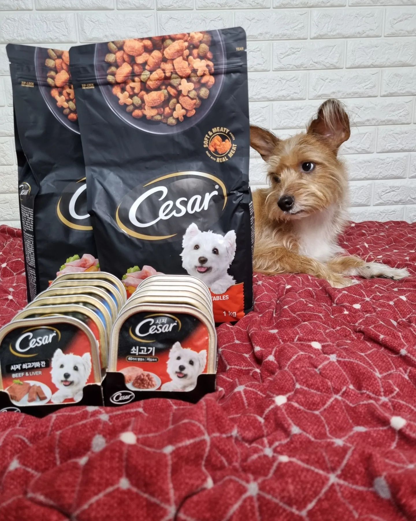 #제품제공 

꺄 cesar_pet_kr 시저측 너무 감사합니다🫶

#시저 #시저캔 #시저건사료 #시저이벤트 #시저섞어주세요