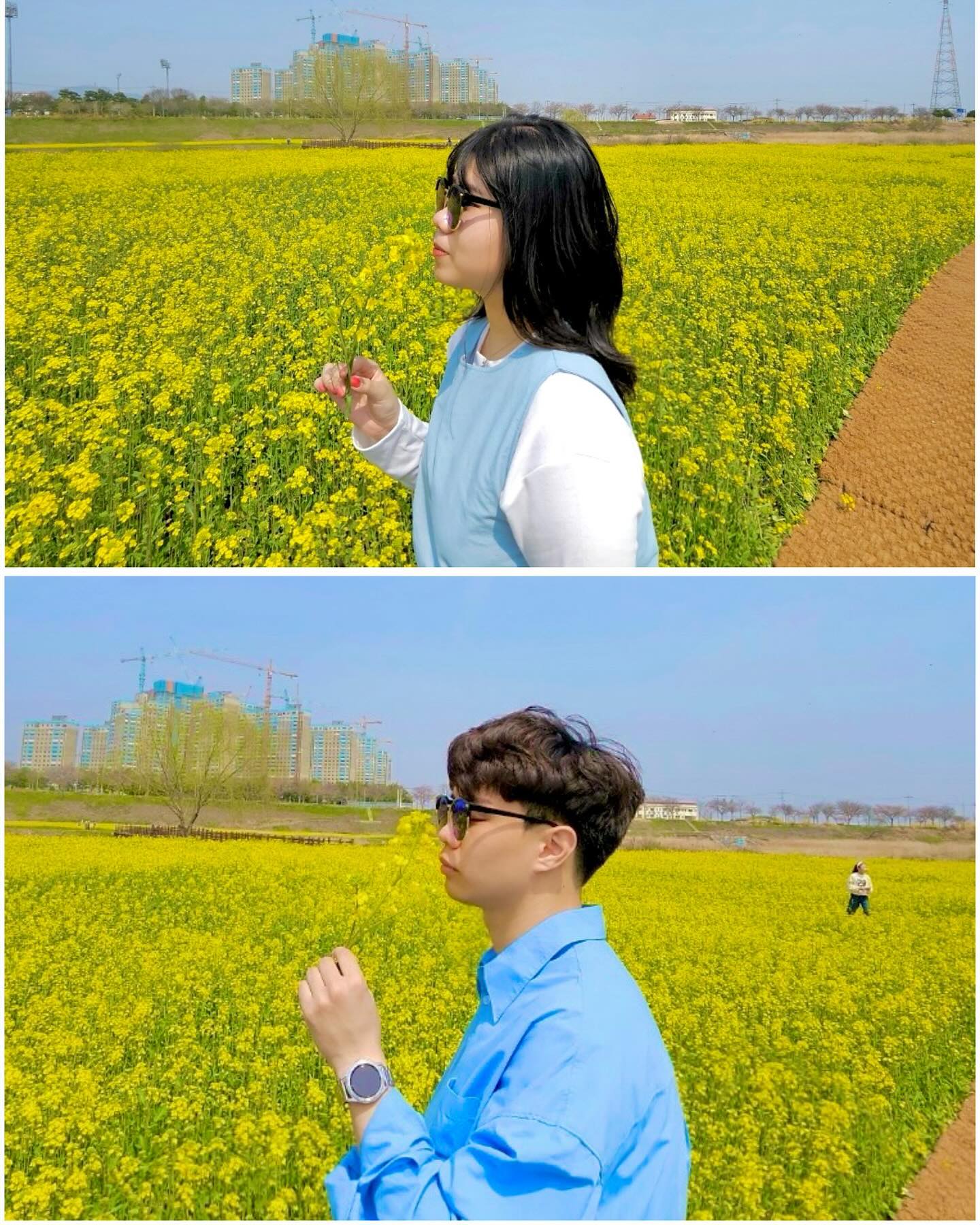 .
🐞🐞🐞🐞🐞🐞
🌼무당벌레 천국🌼 
🐝🐝🐝🐝🐝🐝

#영산강 #유채꽃