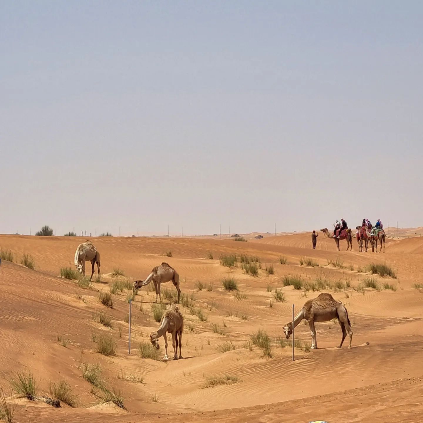 Ep2. 🔥뜨거운 맛 in DUBAI 🏜

사막 모래가 얼마나 뜨겁던지..🤬
뜨거워봤자 한여름 해변의 모래정도겠지
생각하고 샌들과 쪼리를 신고간 우리가 ㅂㅂ..🤦‍♀️

샌드보딩을 하러 내려간 모래 언덕은
마치 펄펄 끓는 물 같았다ㅠㅠ
걸음마다 100도씨 물에 발을 담그는 느낌이랄까..
너무 뜨거워서 정신이 혼미해졌다😵‍💫

결국 생수 4통을 발에 부어대고 열이 식혀졌다는..
사막의 뜨거운 맛을 제대로 느낀 교훈적인 투어였다ㅋㅋㅋㅋ

ps. 오빠! 담부턴 더 강하게 말릴게~🤣🤣🤣

2023.05.30.

#제주부부 #신혼여행 #두바이