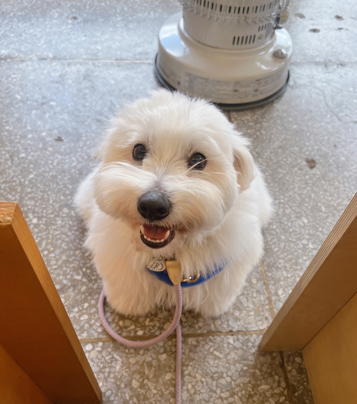개구쟁이🐶🧸

남은 한달도 이렇게 웃기만 하며 보내보자😉😘

니케누나 깜짝 출연🤩💕

#수제바나나빵
#구겔호프
#루이맘표