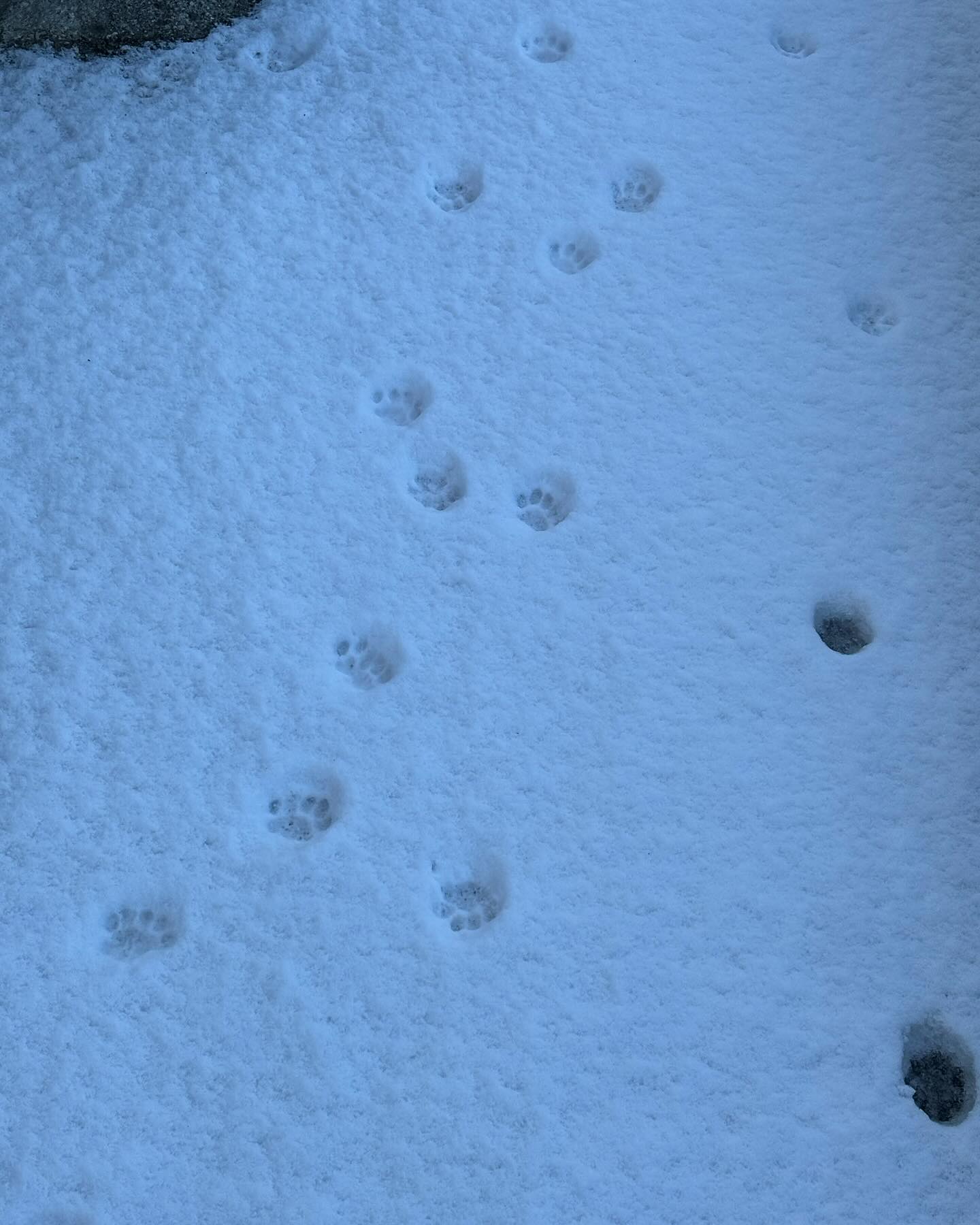 🐾