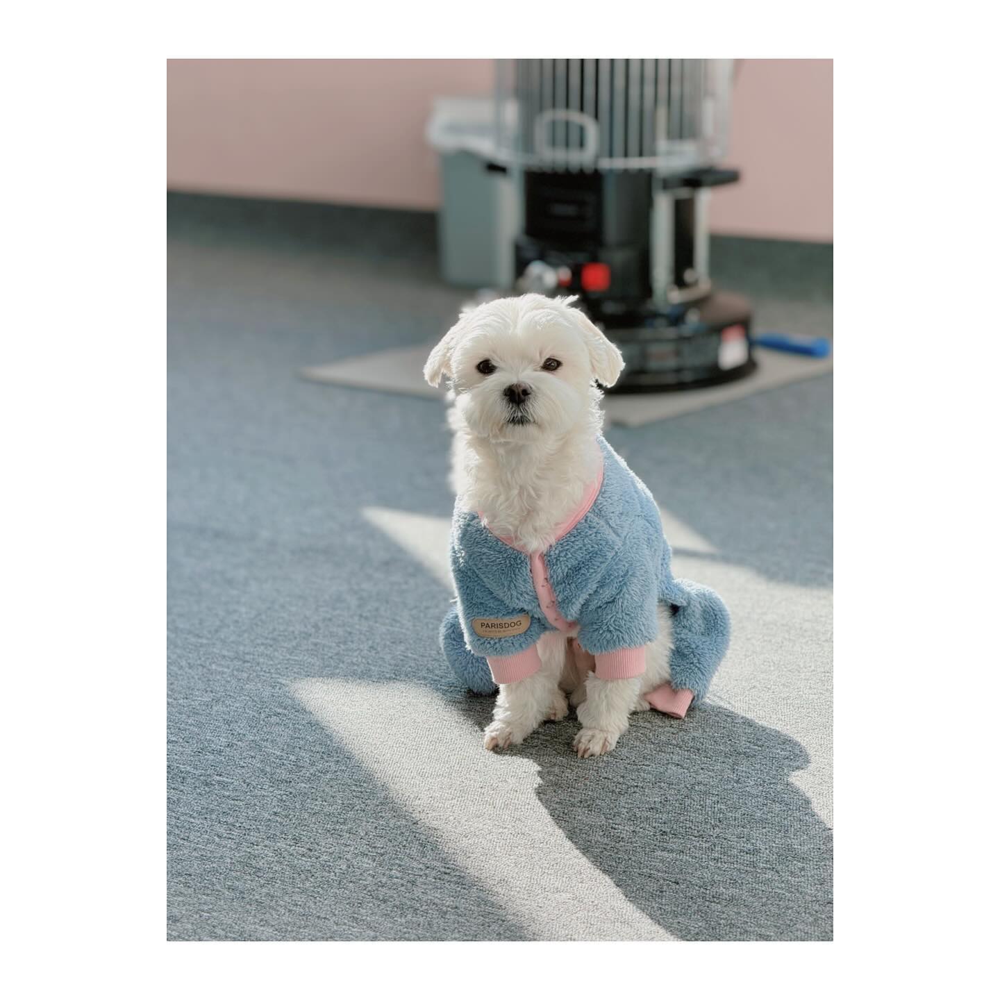 -
너무 예쁜 너❤️
-
사무실에 가만히 앉아 햇볕을 쬐는 걸 보면
정말 하늘에서 보내준 천사가 아닐까 싶다.
너무너무 순둥순둥 귀엽고 예쁜 우리 또복이.
오래오래 행복하자😍