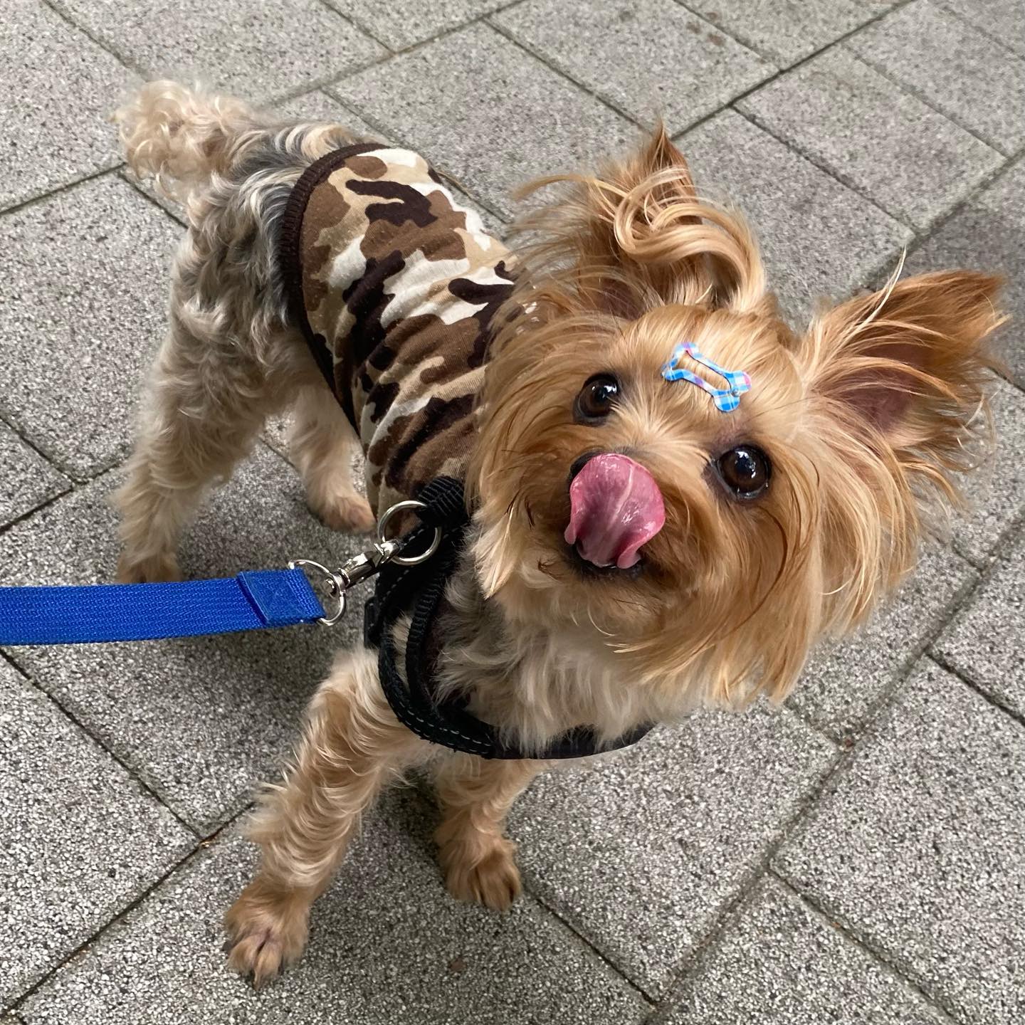 코쌈은 늘 옳다😍
7살이여도 아직 누나 눈에는 아가같아!
.
.
#요크셔 #요크셔테리어 #요크셔테리어그램 #요크셔그램 #요키그램 #반려견일상 #코쌈 #프로산책러 #아직아가 #귀여운7살 #yorkie #yorkshire #yorkshireterrier #yorkiegram