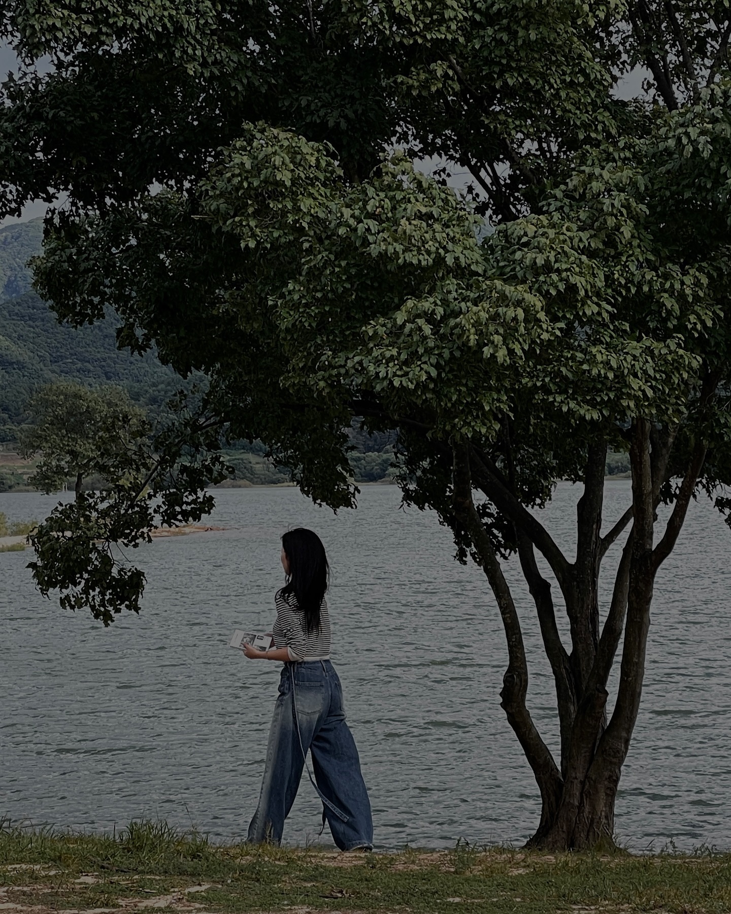 🌳