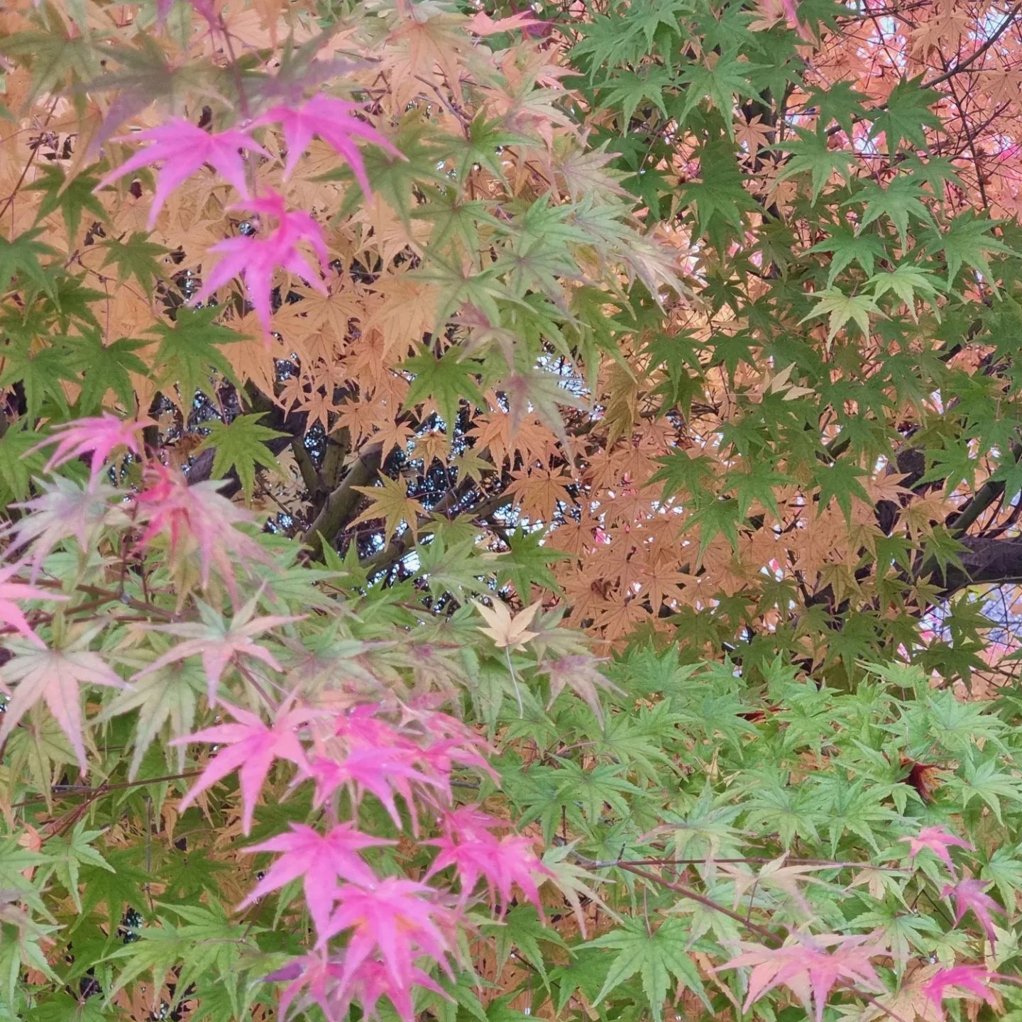 #늦가을#단풍#저물어기는가을#겨울시작
#짙은단풍에 마음 뺏김