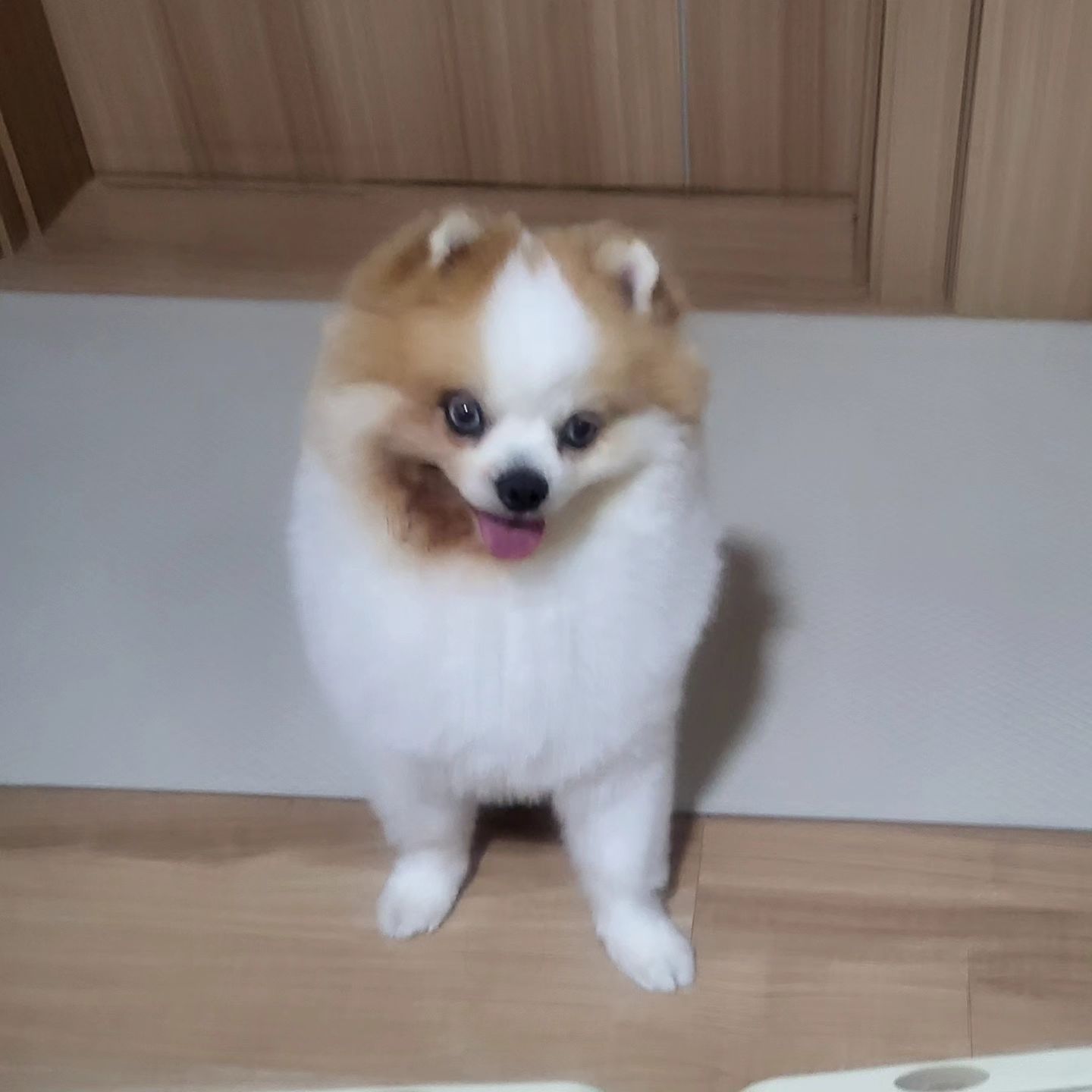 같은 날인듯, 다른 날인 두콩🩷
항상 기다리게 해서 미안해 두콩아
반겨주는 네가 있어서 엄마랑 아빠는
집에 가는 길이 너어어어무 행벅해
👩‍❤️‍💋‍👨..,,🐶