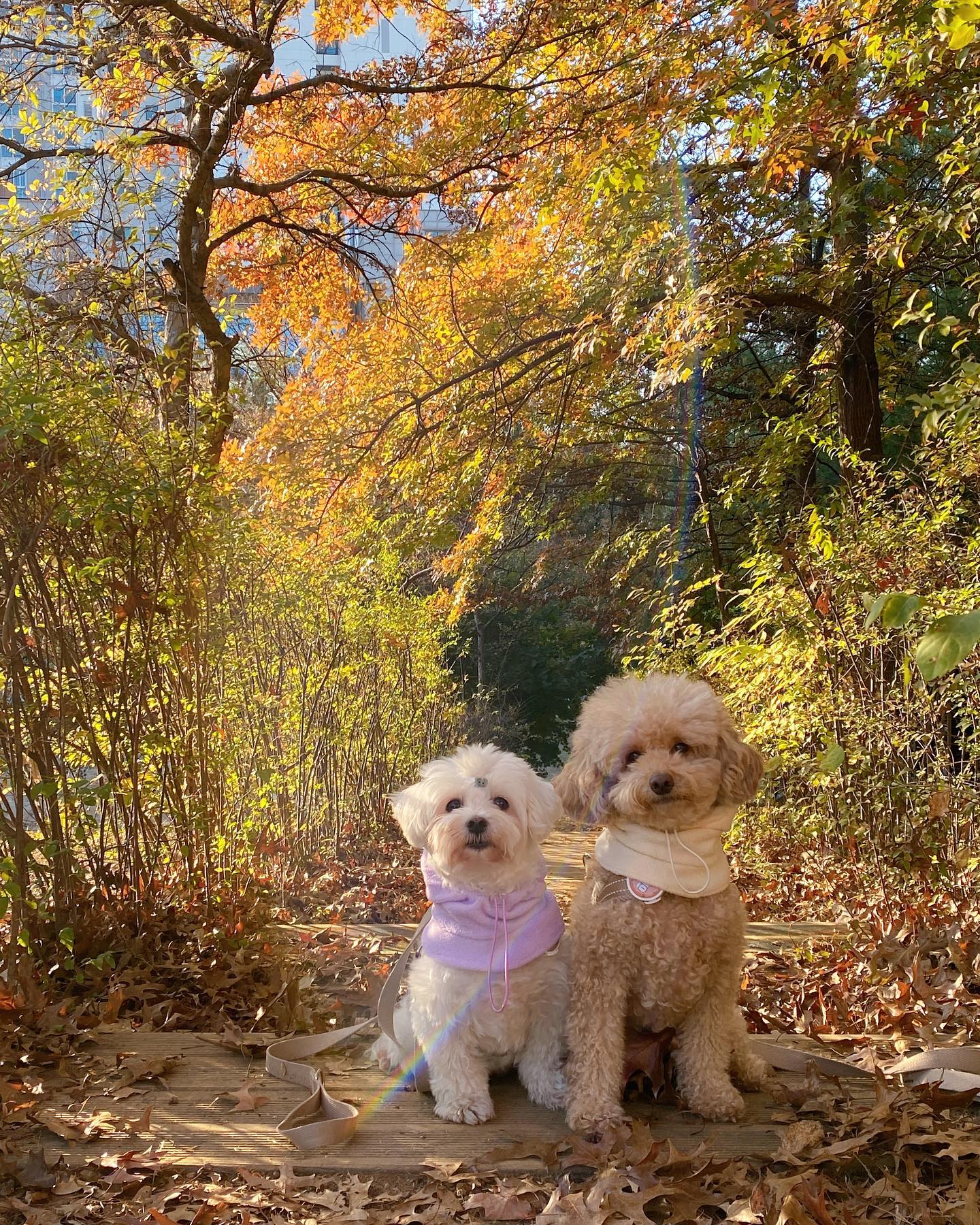 여기 예쁘다 앉아보세요🤎

영상도 남기고싶었는데 
지나가는 친구들본다구 정신없네😆