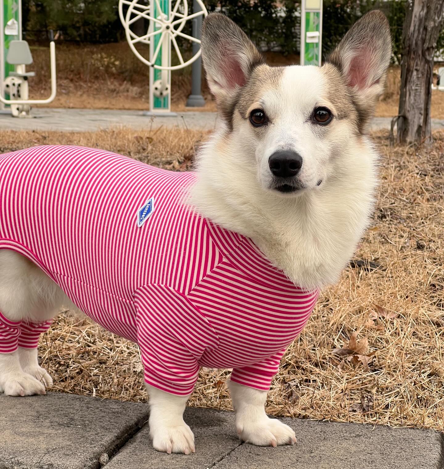 치명적인 바디라인 🩷 barkdog_official
