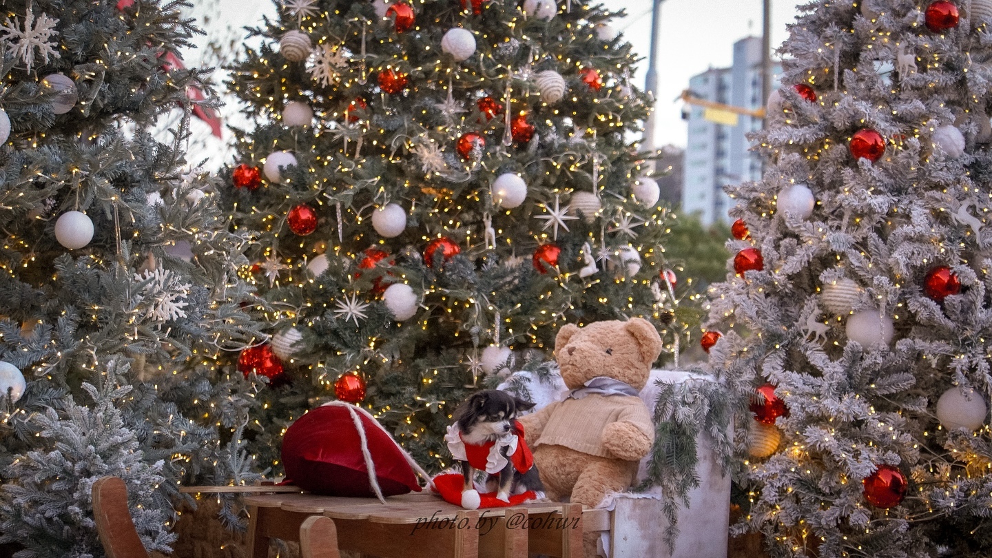 트리 한 가득🎄

#포천애견동반 #포천애견운동장 #포천애카 #애견동반트리 #애견동반카페 #포천가볼만한곳 #애견동반여행 #강아지트리 #트리투어 #애견동반트리투어 #강아지의류 #강아지옷 #루이독 #개소비 #강아지스냅 #강아지셀프스냅 #숲속의제빵소