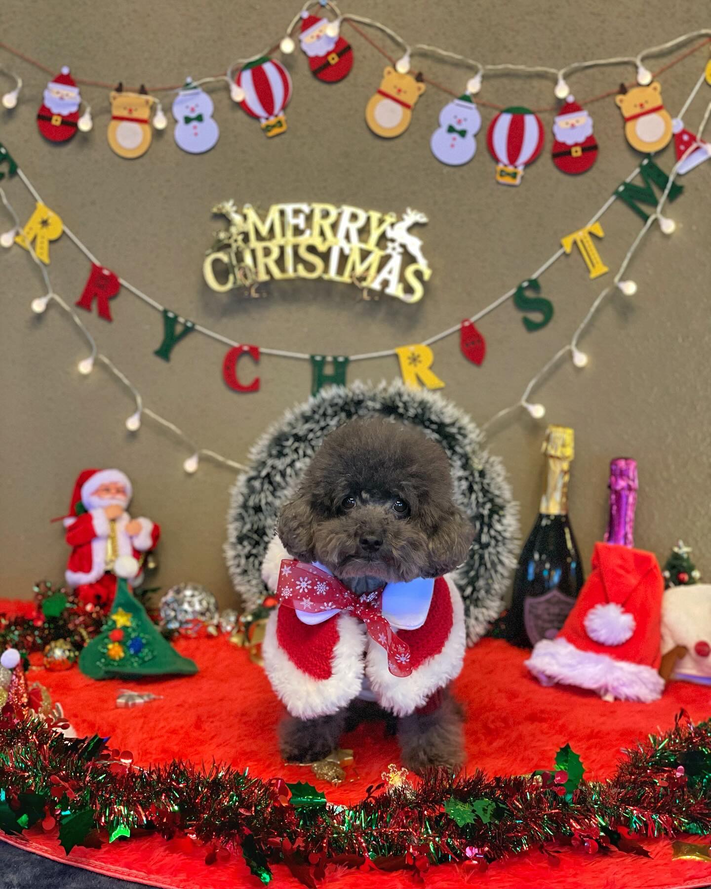 크리스마스엔 애견카페즤❤️💚🎄

요미는 친구들 만날 수 있고 엄빠는 맛난거먹으며 쉴수있어서
애카의 매력에 점점 빠져들어 하나하나 정복하는중!
오늘은 펫타리움 미사점 방문했는데
스필로 가는 길에 크게 보여서 접근성 좋고 
1층부터 3층까지 단독건물에 사람들도 엄청 많이 오는 핫플인듯
좌석이 많은편인데 나중엔 자리가 없더라
이런 핫플에서 단연 돋보였던 울 요미
코튼드위드미 크리스마스 산타 케이프 덕분이지🎅

#코튼드위드미