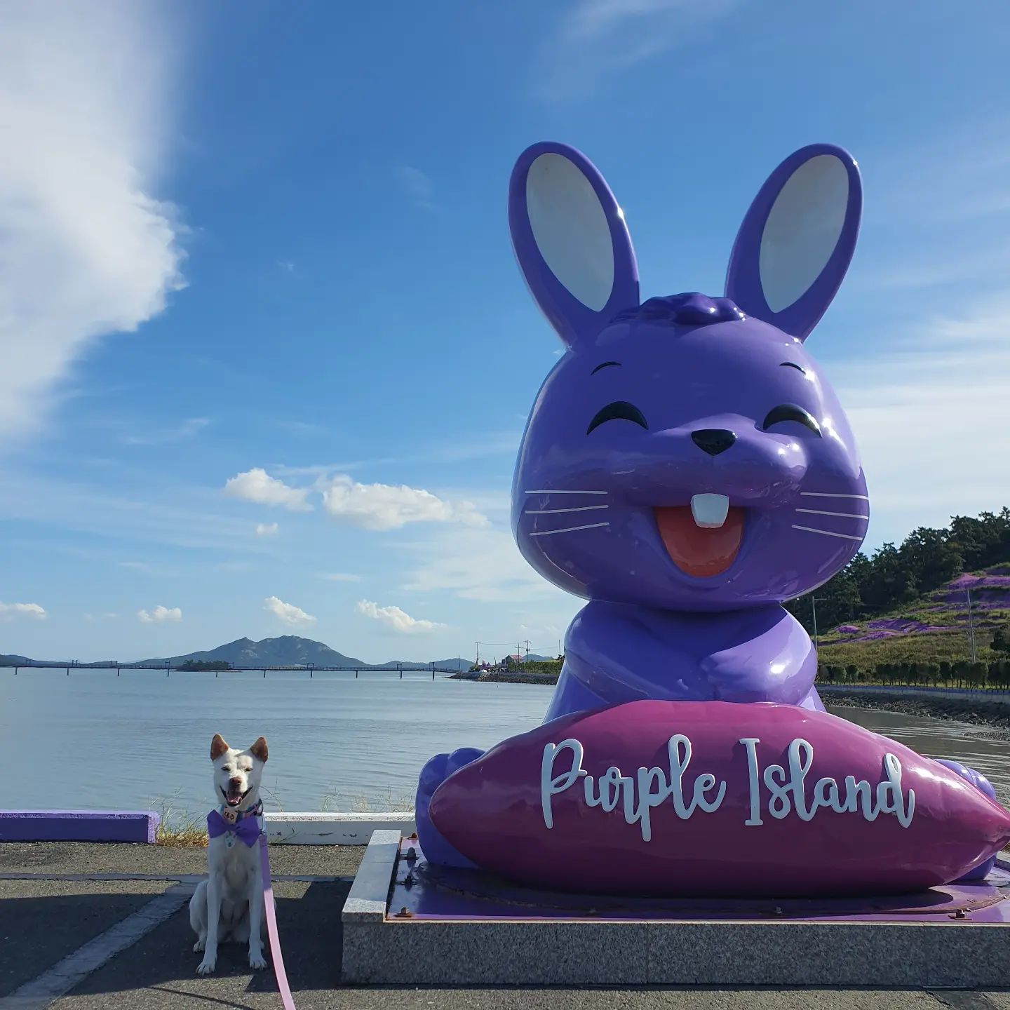 대추랑 퍼플섬💜 옐로우섬💛
 
예쁜 보라색 리본은 선샤인 도기 sunshinedoggi 
연보라색 리드줄은 분독 boondog_official 

드레스 코드 맞춘 대추 덕분에 (?!) 저는 1+1으로 무료로 입장할 수 있었어요!😂😂
