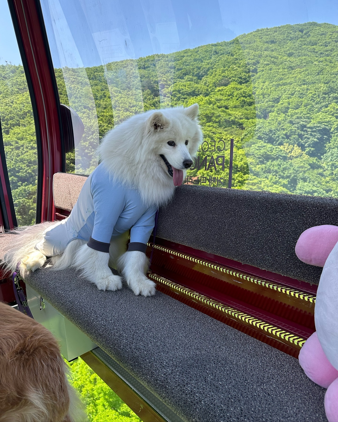 #김가네루이🐶 #사모예드루이 #20240502

루이랑 해볼 수 있는거 다 해보기 케이블카편🩵
오픈런해서 좀 여유있게 즐기고 왔즤
직원분들도 애들 다 예뻐해주셔서 눈치 안보고 탔다✨

누나 닮아서 나이 먹을수록 겁이 많아지는 루이삐
투명 바닥 무서워서 안탄다고 버텨서 안고 타니까
뒤에서 어르신들이 덩치값 못한다고 웃으셨닼ㅋㅋㅋㅋㅋㅋㅋ
덩치만 큰 우래기🫶🏻

케이블카 타고 내려서 등산?산책?을 좀 하면
노자산 정상석을 만날 수 있어요
케이블카만 타면 애들 지루하지
산책까지 완벽한 코스! 다들 한 번쯤은 경험해보는걸 추천해요😘

🚠“거제 파노라마 케이블카”
〰️대형견 동반 가능 (추가요금X)
〰️일반 or 크리스탈 (바닥 투명)
〰️9:00~20:30
〰️거제시 동부면 거제중앙로 288
