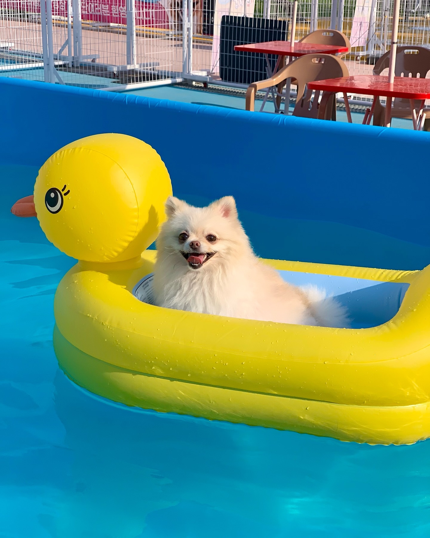 마포구에 새로 생긴 반려견 캠핑장 가봤다멍🐶

📍마포 난지 반려동물 캠핑장

여름이라 아직 덥지만 데크마다 있어서 그늘은 선선했어요!
그래도 아직 덥긴 해서 수영장도 함께 있어서 놀았는데
작아도 있을 건 다 있어서 👍👍 (데크들이 너무 많고 수영장 하나 있으면 운동장은 못 쓴다는..! 놀기엔 작은 거 같아요ㅠㅠ)
놀고 있는데 마포구청장님 만나서 사진도 찍고
주변 사람들한테 얌전히 사진도 잘 찍는다고 칭찬 받은 보리 
아주 칭찬해😍😍