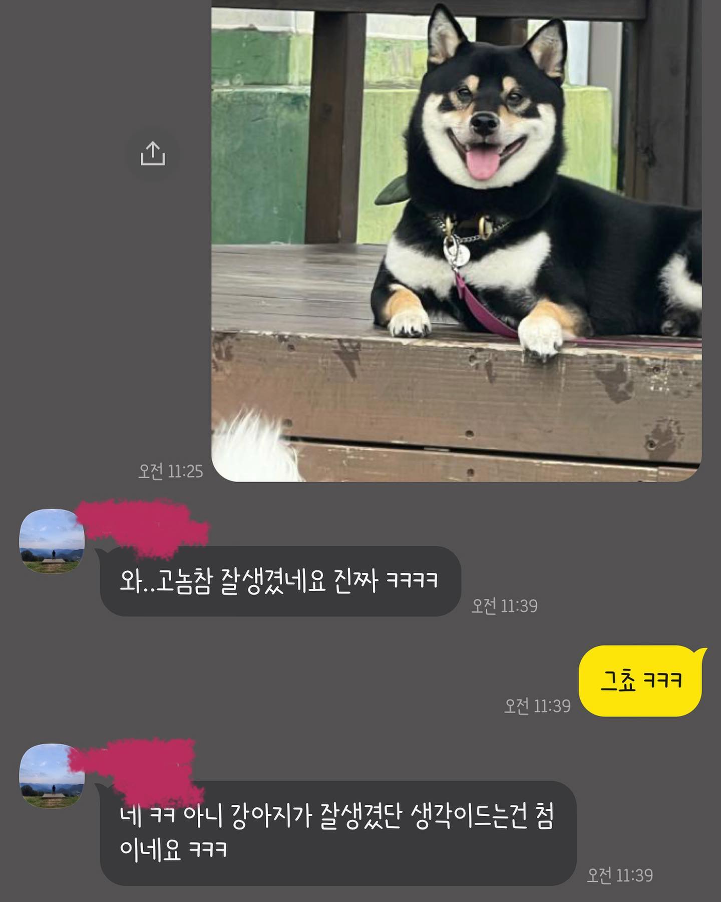 두식이 엄마 지우가 찍어준 반이 
저 귀여운 모습일 때는 털이 최고조로 빵빵할 때다. 털갈이가 슬슬 시작되고 있는데 얘기하면서 5분정도 빗질하면 저만큼 나온다. 어젯밤에 ㄴ피곤해서 돌돌이 하지 않고 이불. 덮었는데 얼굴에 털 붙고 입에 털이 맴돌아 다시 일어나 돌돌이를 하고 잤다. 노아의 방주마냥 엉덩이 쪽 컬을 조금 잡아다 쏙 빼면 우수수수 빠질 것 같아서 집에서는 쓰담쓰담만 해준다. 비염중증환자인 내가 털갈이 심한 개를 키우다니. 펫보험 담당 설계사님이 반이 사진 요청해서 드렸더니 극찬을 해주셨다. 내 배아파사 난 애도 아닌데 뿌듯.. 난 시바가 정말 좋아!
.
.
.
#너무좋아시바 #힘든게더이상힘든게아니게되버린사랑 #오늘사진아님 #시바견털갈이 #털갈이 #개육아 #개엄마일상 #시바견