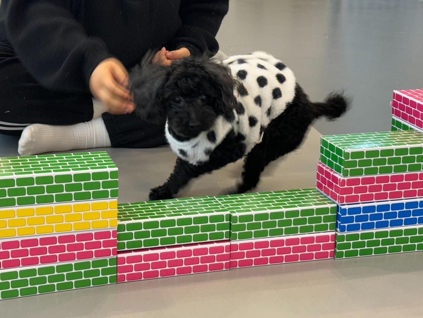 호잇짜 읏쨔 뿌숑✌🏻✌🏻✌🏻
간식만 있다면…