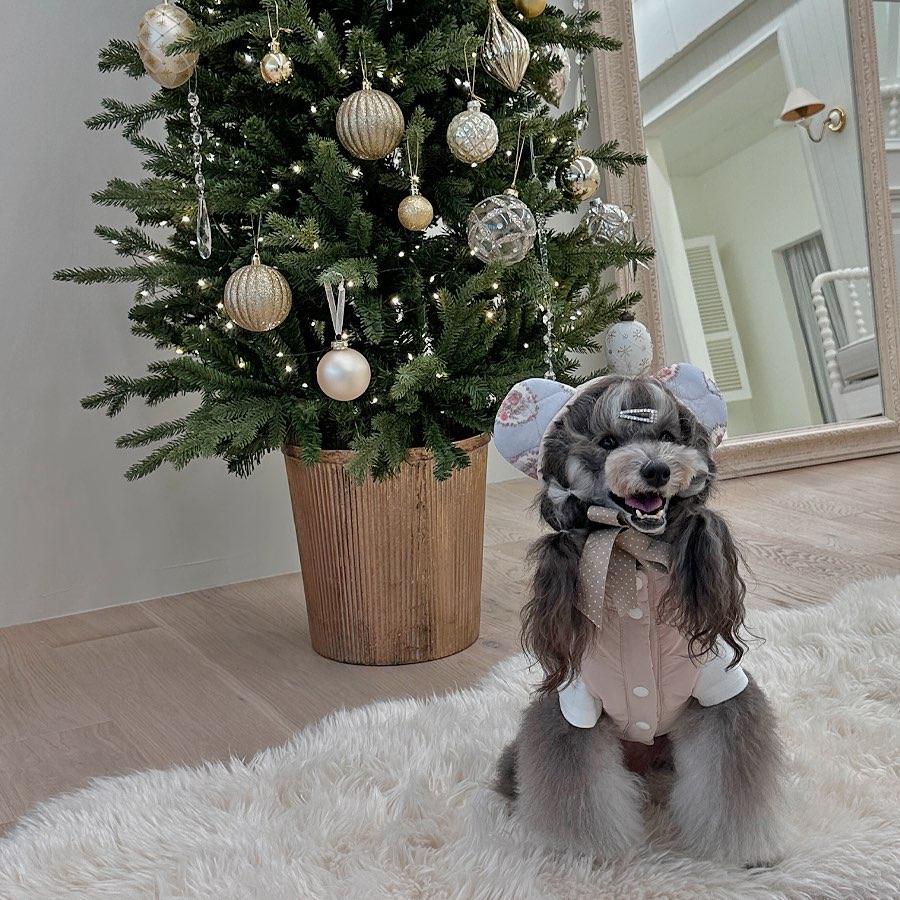 🐻‍❄️
puppy_universe_official 🪐
퍼피유니버스 신상 러블리 한도초과❤️‍🔥
아직 스토어 업데이트도 전에
미리 자랑+홍보하기😍
나 고민중이야 무슨색 입을지🤪
.
.
.
근데 나 머리 제법 많이 길었지?
그렇게 아무리 노력해도 2년 넘게
안자라던 머리가 코코넛오일 먹으면서
이제야 안끊기고 잘 자라는중😏
실버푸들이라 모질이 얇아서 그렇지
원래가 모량이 엄청났던 내가
코코넛오일 먹고부터는 이젠 폭발할거같다고
엄마가 빗질하기 힘들어함🤣
그래서 요즘 친구들한테 전도중🥥
.
#퍼피유니버스 #악동뮤지견 #길쭉이와이등신 #강아지겨울옷 #강아지모델 #강아지촬영 #애견모델 #강아지패딩 #푸들모델 #견플루언서 #펫플루언서 #강아지소통 #강아지일상 #견주소통 #견주일상 #댕스마스 #머묶강아지 #푸들미용 #푸들스타일 #실버푸들모델 #팬텀푸들 #실버탄푸들 #팬텀푸들바니 #phantompoodlebonnie #petscorner #cutepetclub #dailypuppies #poodlestyle #dogmodels #poodlelove