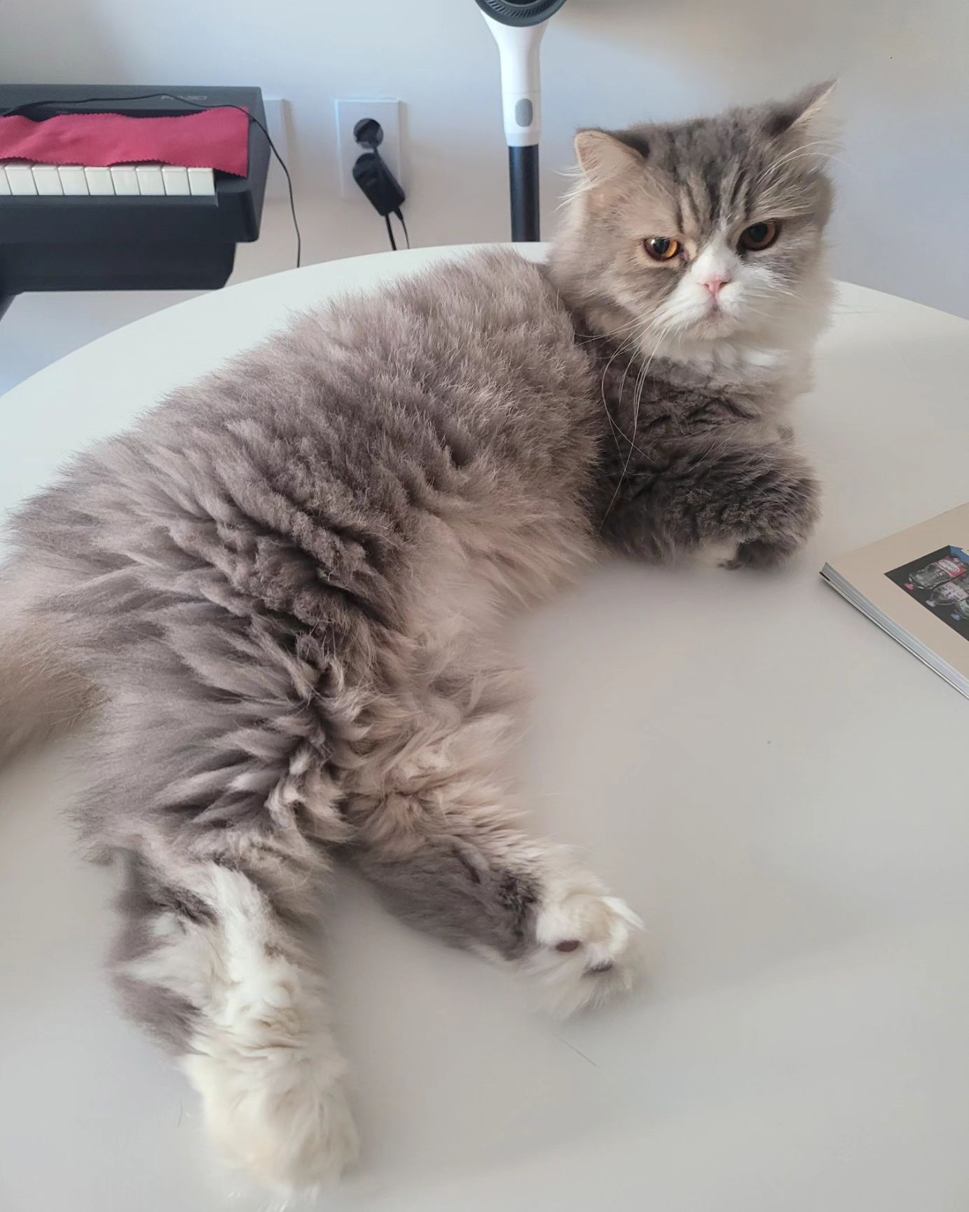 몸매 자랑 하는 편

#고양이 #220923 #냥스타그램 #cat  #猫 #ねこすたぐらむ #냥팔