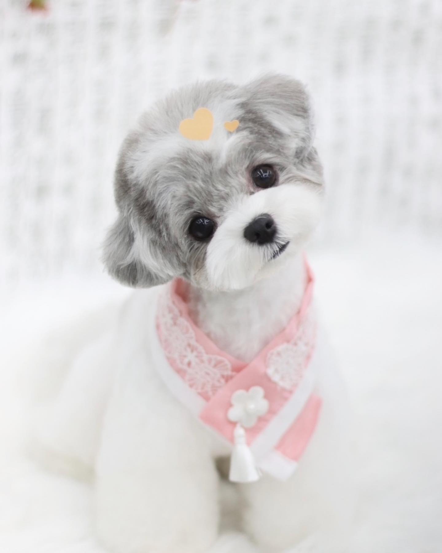 깍지 ◡̎ #도미네로_말티푸 

𝙵𝚊𝚌𝚎 ➾ 귀툭튀컷 
𝙱𝚘𝚍𝚢 ➾ 1cm 가위컷