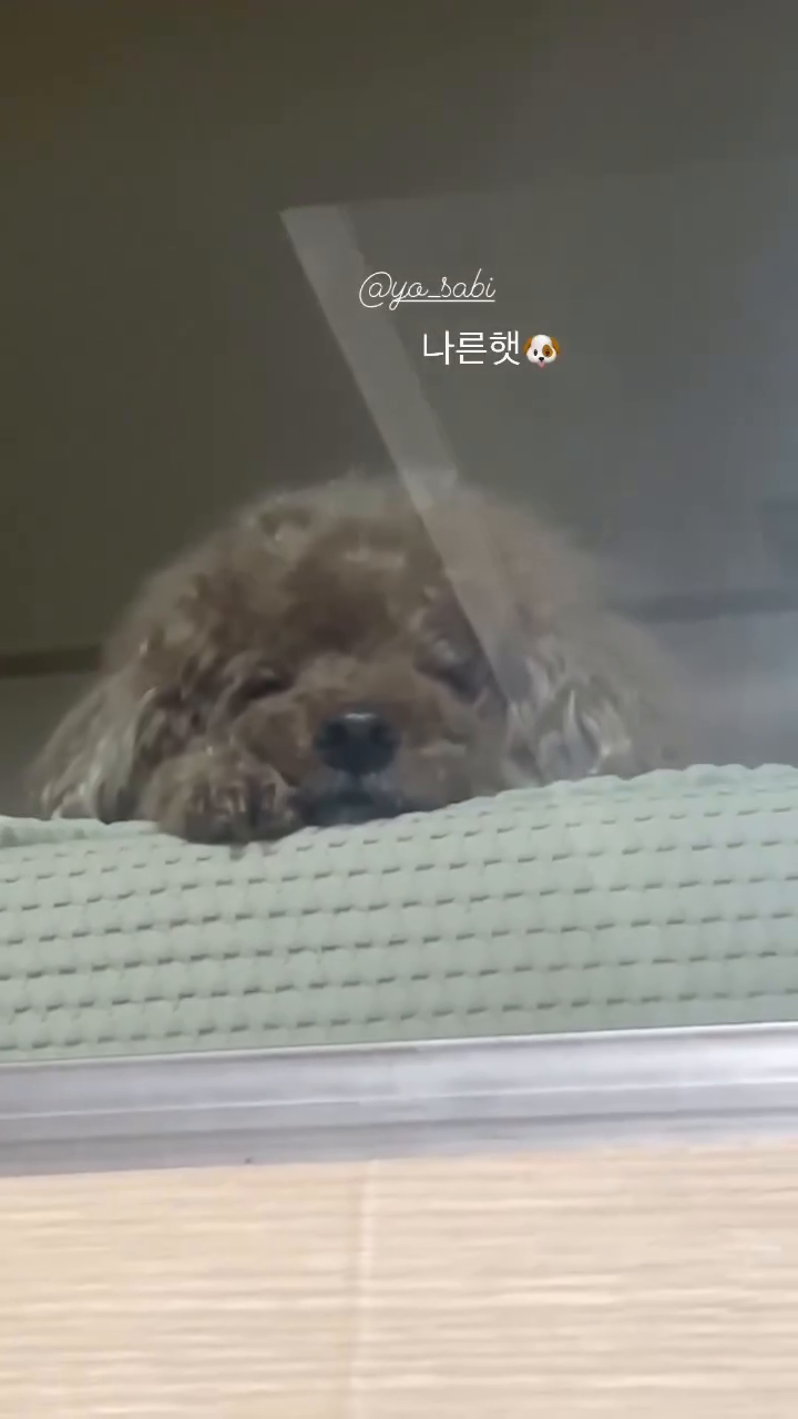 인스타가 만들어준 울 봉봉이 릴스🐶
귀여워🐶🐶🐶