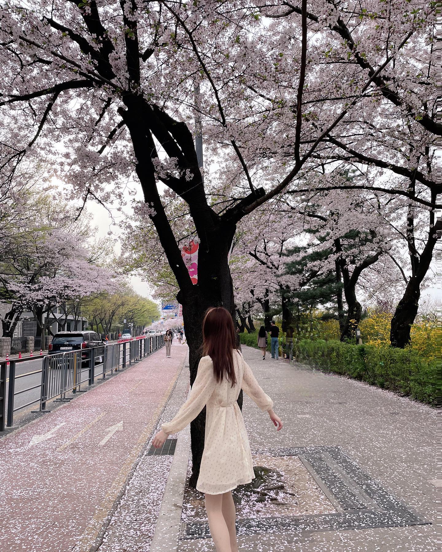 2024 여의도 벚꽃🌸