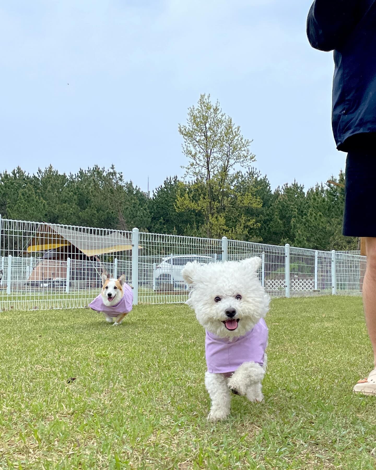 누가봐도 댕신난거 너무 귀여오🐶☔️