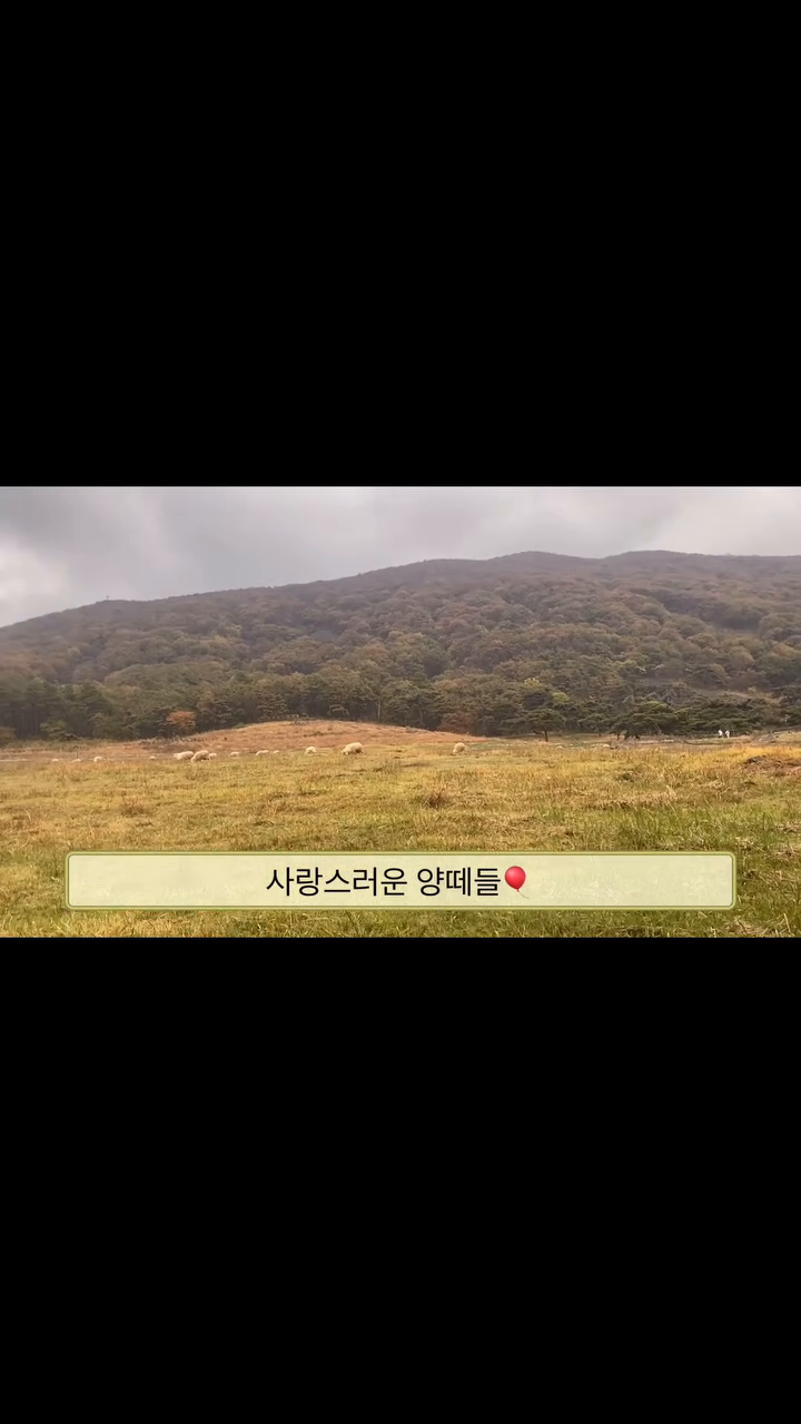 -
#화순#무등산양떼목장#전남양떼목장
#미니당나귀#양#알파카#양떼목장
#데이트코스#나들이코스추천